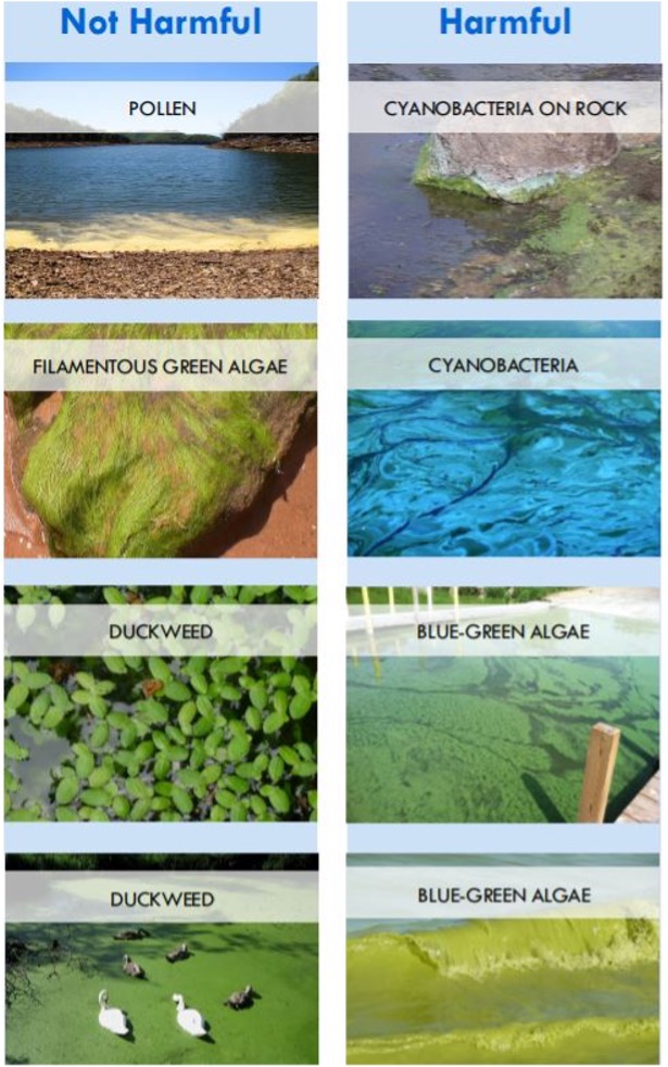 Images of safe algae and harmful algae