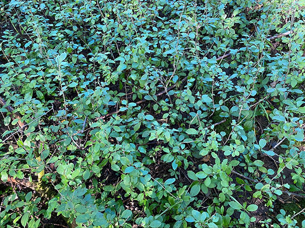 A close up of an invasive plant